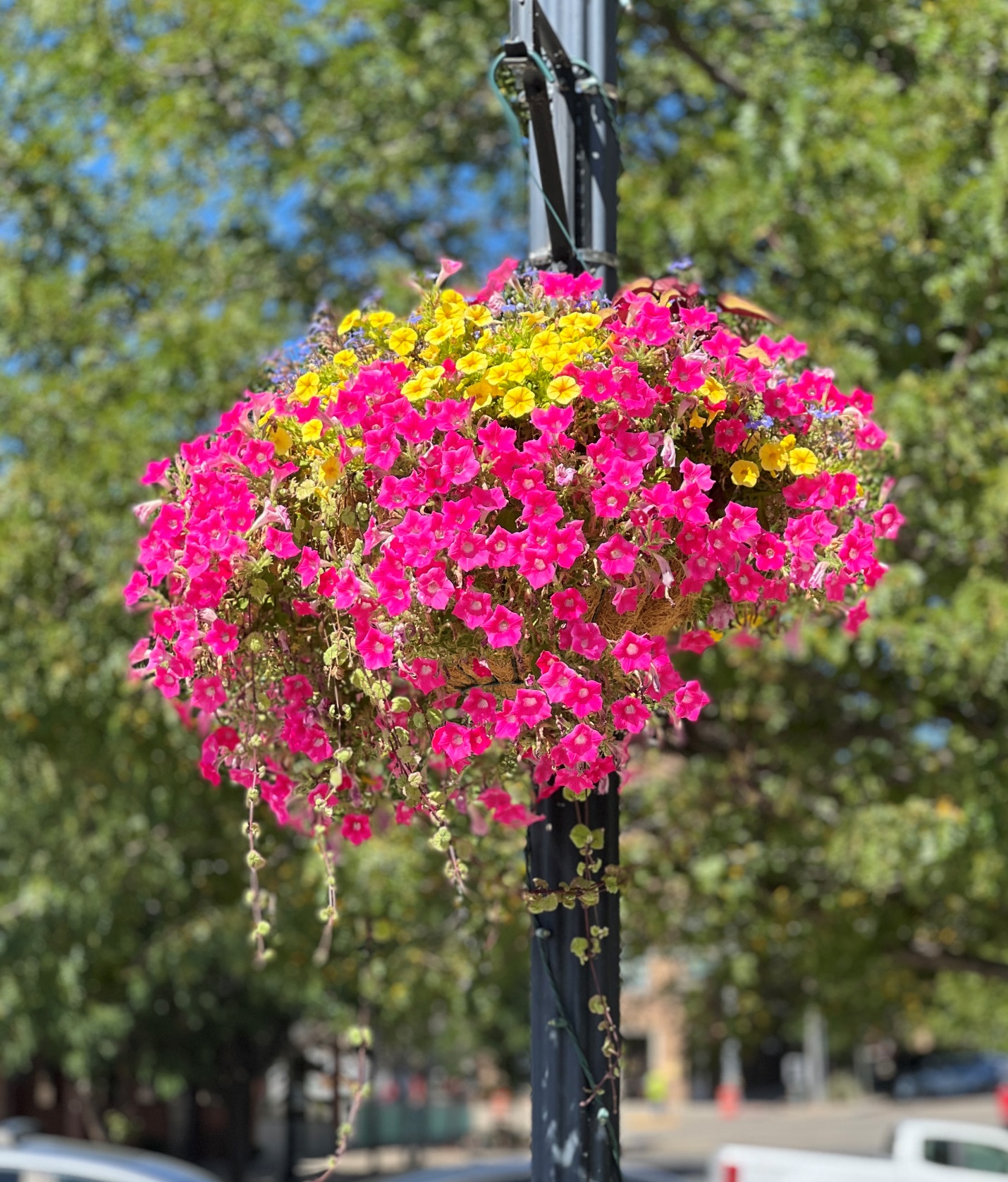 hanging basket sale