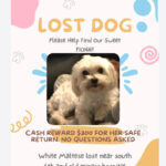 2024 lost dog maltese