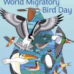 migratory bird day poster
