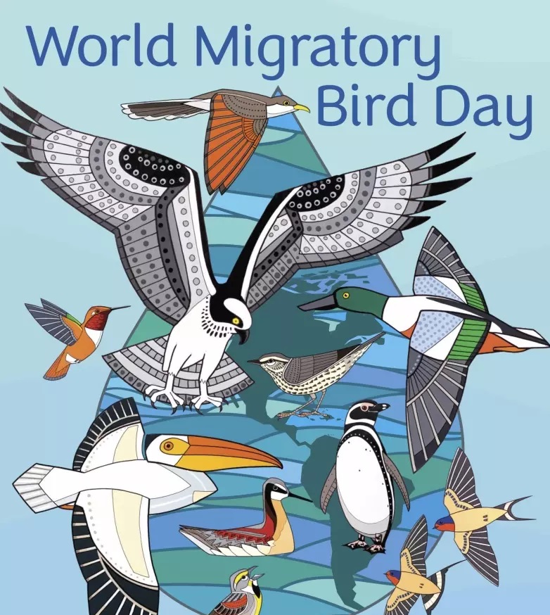 Celebrate World Migratory Bird Day at Sugarite Canyon State Park