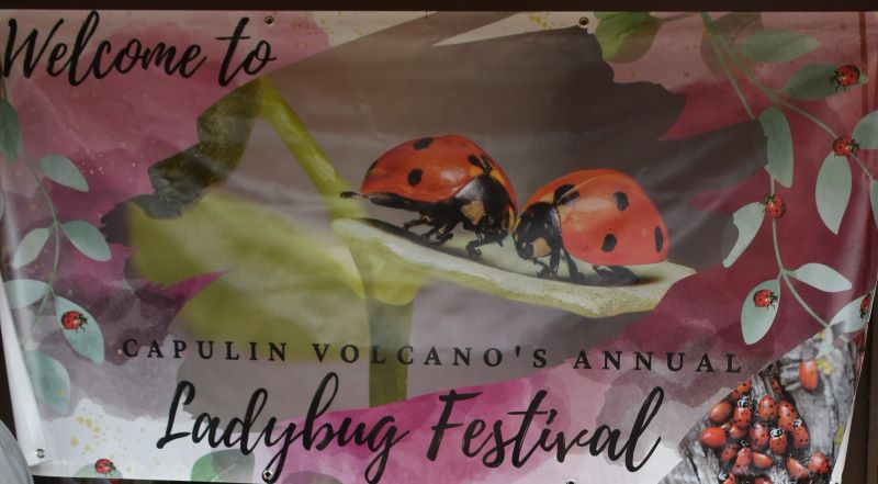 2024 Lady Bug Festival Banner