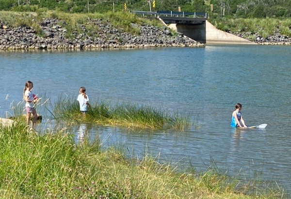 children catching tadpoles