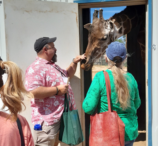 giraffe at zoo