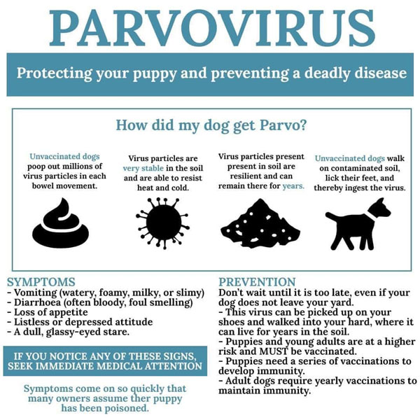 Parvovirus Information