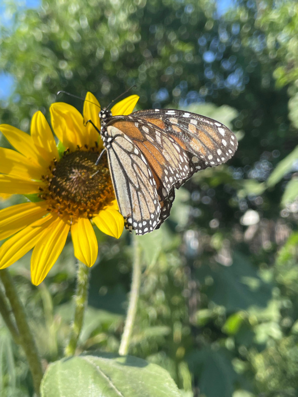 Monarch Butterflies Arts & Craft at the Library