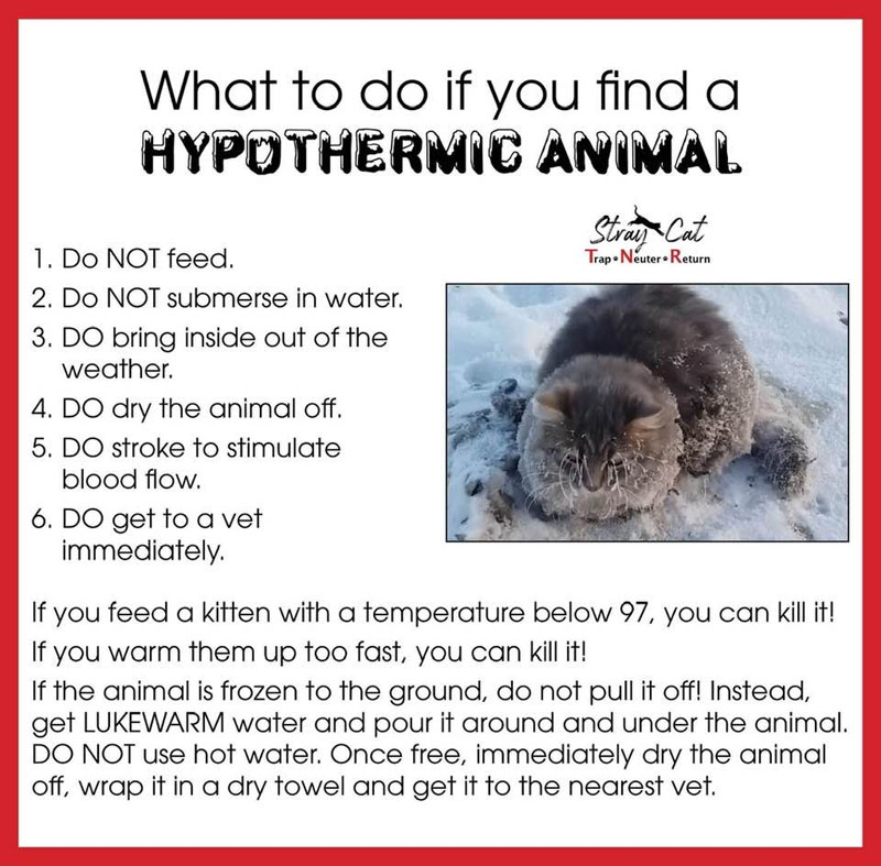 Helping Hypothermic Animals