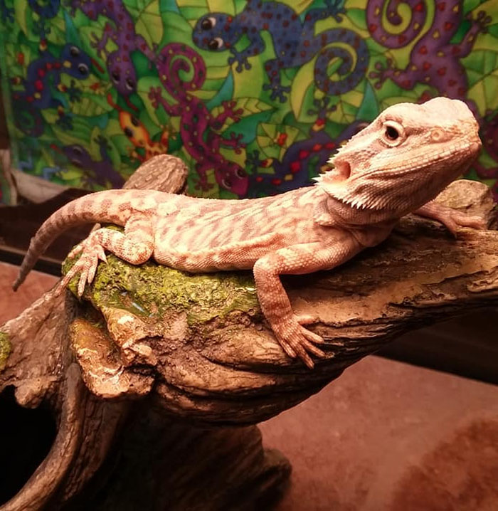 Pebbles the Bearded Dragon Visits Longfellow Elementary