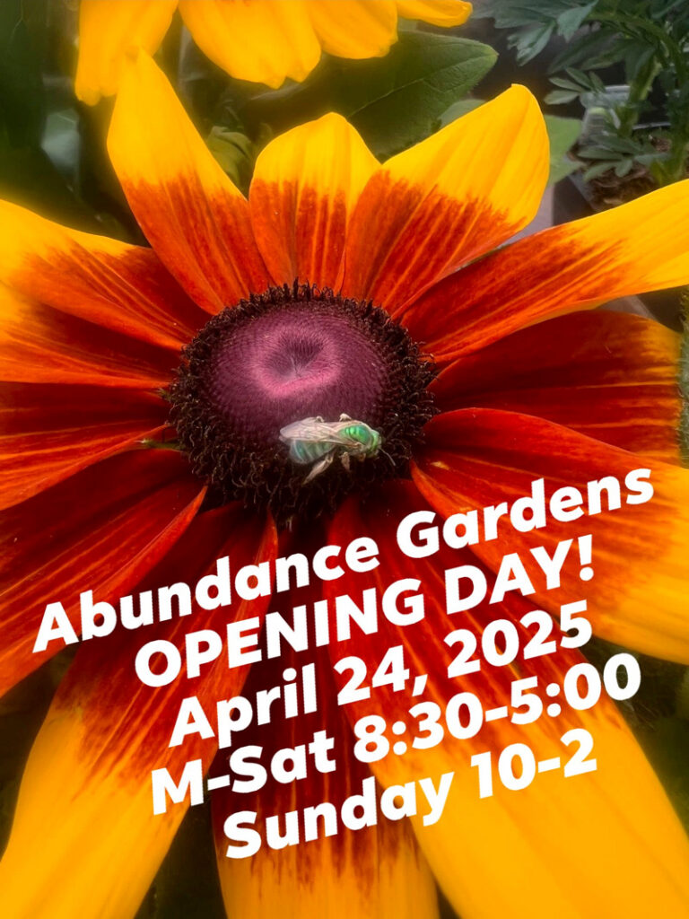 Abundance Gardens opening day